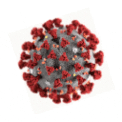 coronavirus4.gif
